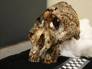 کشف جمجمه دو میلیون‌ساله در آفریقای جنوبی